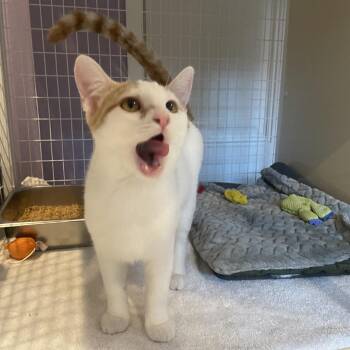 Halldale -  Domestic Short Hair Cat for Adoption in Los Angeles, California - Halldale | PetCurious