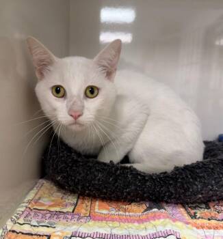 Lobster -  Domestic Short Hair Cat for Adoption in Corpus Christi, Texas - Lobster | PetCurious