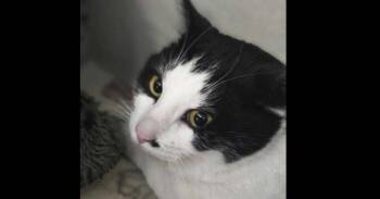 Domestic Short Hair Cats Available for Adoption - Mr Bombastic | PetCurious