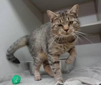 Rescue Tiger Cats for Adoption in Delhi, New York - TIGGER | PetCurious