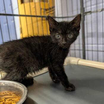 Mickey -  Domestic Short Hair Cat for Adoption in Cape Girardeau, Missouri - Mickey | PetCurious