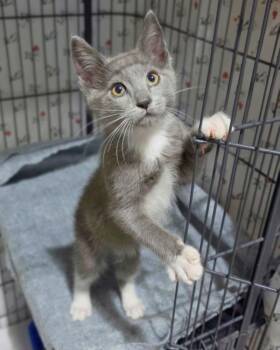 Domestic Short Hair Cats Available for Adoption in Novato, California - Armani | PetCurious