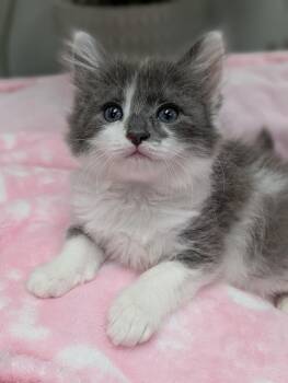 Puff -  Domestic Long Hair Cat for Adoption in Fremont, California - Puff | PetCurious