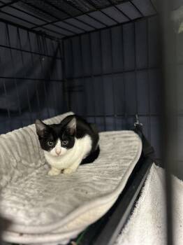 Domestic Short Hair Cats Available for Adoption - Edward (Male) Kitten  | PetCurious