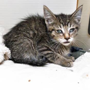Puffy -  Domestic Short Hair Cat for Adoption in South Elgin, Illinois - Puffy | PetCurious