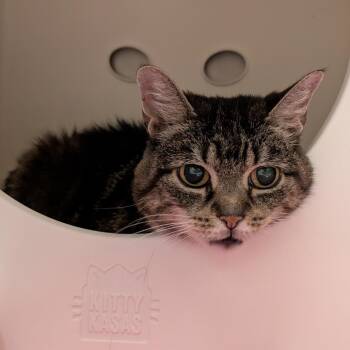 PJ -  Extra Toes Cat Hemingway Polydactyl Cat for Adoption in Titusville, Florida - PJ | PetCurious