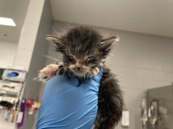 Domestic Short Hair Cats Available for Adoption in Thousand Palms, California - A1915157 | PetCurious