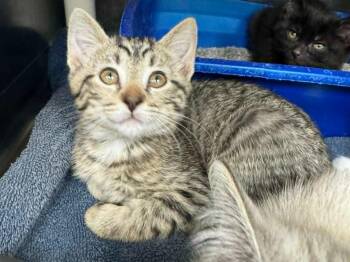 Domestic Short Hair Cats Available for Adoption in Marion, Ohio - Bam Bam | PetCurious