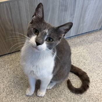 Tabooey -  Domestic Short Hair Cat Available for Adoption in Cooperstown, New York - Tabooey | PetCurious