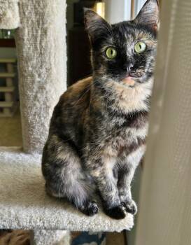 Sarabi -  Domestic Short Hair Cat for Adoption in Kirkland, Washington - Sarabi | PetCurious