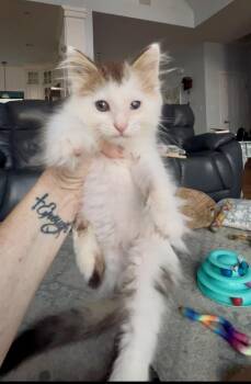 Hairy Styles -  Domestic Medium Hair Cat for Adoption in Emerald Isle, North Carolina - Hairy Styles | PetCurious