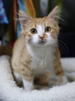 Rescue Tuxedo Cats for Adoption in Cut Bank, Montana - Splash | PetCurious