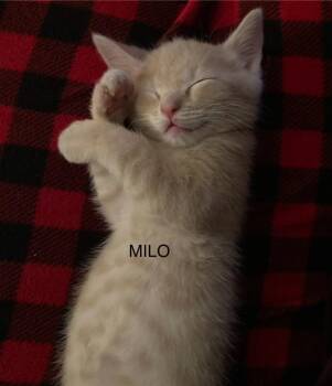 Milo -  Domestic Short Hair Cat Available for Adoption in Johnson City, Tennessee - Milo | PetCurious