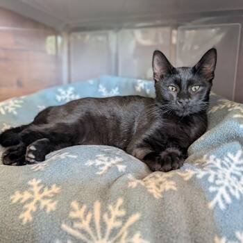 Silhouette -  Domestic Short Hair Cat for Adoption in Waynesville, North Carolina - Silhouette | PetCurious