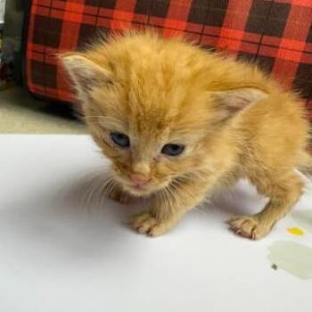 Bigget Sunshine 26-09-017 -  Domestic Short Hair Cat for Adoption in Bastrop, Texas - Bigget Sunshine 26-09-017 | PetCurious