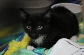 Lakein -  Domestic Short Hair Cat for Adoption in Brunswick, Georgia - Lakein | PetCurious