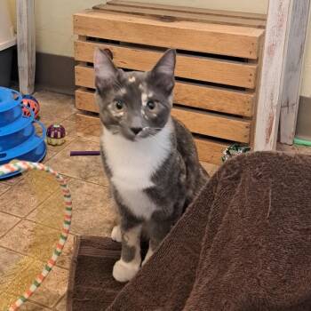 Denali -  Dilute Tortoiseshell Cat for Adoption in Pendleton, Oregon - Denali | PetCurious
