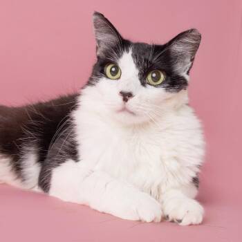 Murphy -  Domestic Medium Hair Cat for Adoption in Franklin, Tennessee - Murphy | PetCurious