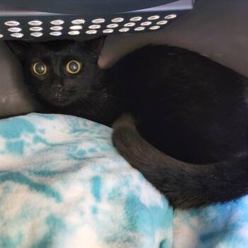 Hallow -  Domestic Short Hair Cat Available for Adoption - Hallow | PetCurious