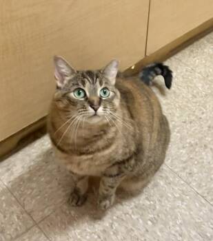 Judy -  Domestic Short Hair Cat for Adoption in Mayfield, New York - Judy | PetCurious
