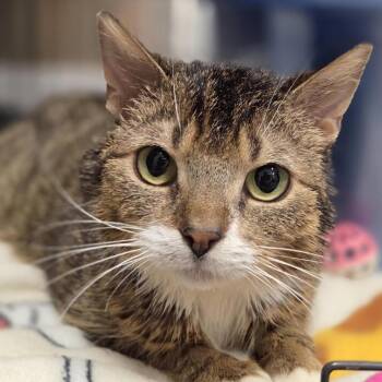 Domestic Short Hair Cats Available for Adoption in Pittsford, Vermont - Ivy | PetCurious