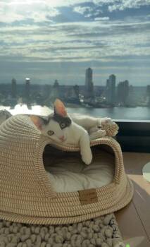 Gizmo -  American Shorthair Cat for Adoption - Gizmo | PetCurious