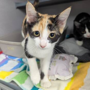 Millie Moon -  Domestic Short Hair Cat for Adoption in Evansville, Indiana - Millie Moon | PetCurious