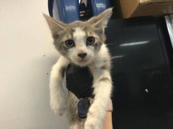 Domestic Short Hair Cats Available for Adoption in Thousand Palms, California - A1917699 | PetCurious
