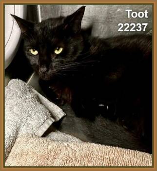 TOOT -  Domestic Short Hair Cat for Adoption in Marietta, Georgia - TOOT | PetCurious