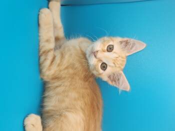 Rescue Domestic Medium Hair Cats for Adoption in Baton Rouge, Louisiana - Nacho Bell Grande | PetCurious