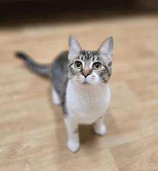 Rescue Domestic Short Hair Cats for Adoption in Woodstock, Illinois - Holly | PetCurious