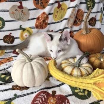 Mateo -  Siamese and Domestic Short Hair Cat for Adoption in Rochester, Minnesota - Mateo | PetCurious