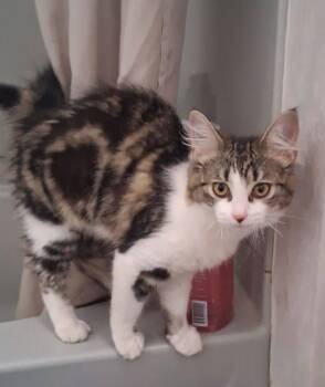 Calliope -  Domestic Medium Hair and Tabby Cat for Adoption in Yardley, Pennsylvania - Calliope | PetCurious