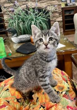 Rescue Domestic Short Hair Cats for Adoption in Effingham, Illinois - Pepper | PetCurious