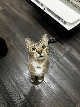 Rescue Tabby and Domestic Medium Hair Cats for Adoption in Pompano Beach, Florida - Momma | PetCurious