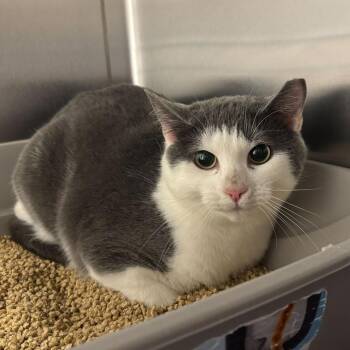 Domestic Short Hair Cats Available for Adoption in Wilmington, Delaware - Deviled Egg | PetCurious