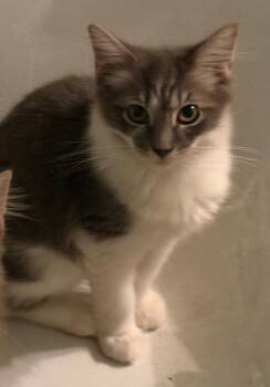 Blizzard -  Tabby Cat for Adoption in Beverly Hills, California - Blizzard | PetCurious