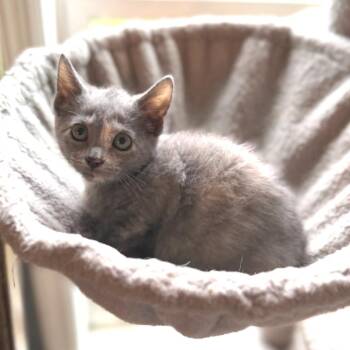 Bugaboo -  Domestic Short Hair Cat for Adoption in Chattanooga, Tennessee - Bugaboo | PetCurious