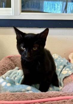 Solomun -  Domestic Short Hair Cat for Adoption in Newberg, Oregon - Solomun | PetCurious