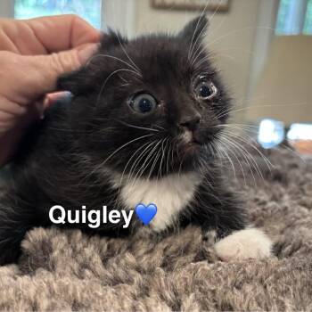 Quigley -  Domestic Short Hair Cat for Adoption in Peachtree City, Georgia - Quigley | PetCurious