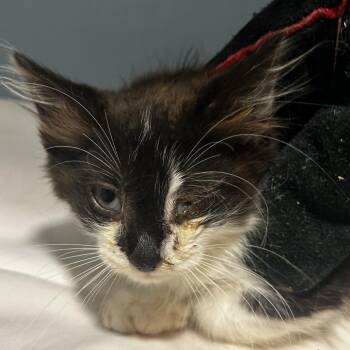 Monday -  Domestic Short Hair Cat for Adoption in Chattanooga, Tennessee - Monday | PetCurious