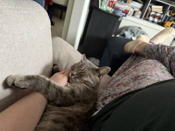 Rescue Domestic Short Hair Cats for Adoption in Lincoln Park, Michigan - Sammi | PetCurious