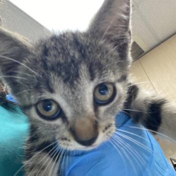 Samuel -  Domestic Short Hair Cat for Adoption in Lakeland, Florida - Samuel | PetCurious