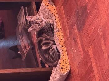 Galaxy -  Domestic Short Hair Cat for Adoption in San Diego, California - Galaxy | PetCurious