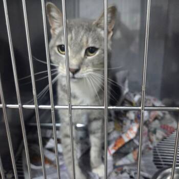 Bernie -  Domestic Short Hair Cat for Adoption in Marble, North Carolina - Bernie | PetCurious