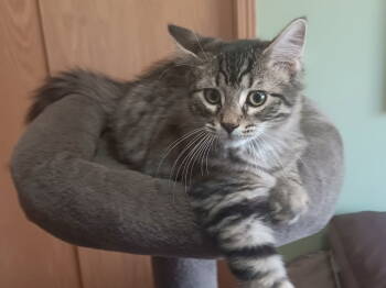 Rescue Tabby and Domestic Medium Hair Cats for Adoption in Columbus, Minnesota - Alaska | PetCurious