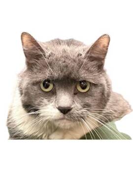 Tilly -  Domestic Short Hair Cat for Adoption in Columbus, Indiana - Tilly | PetCurious