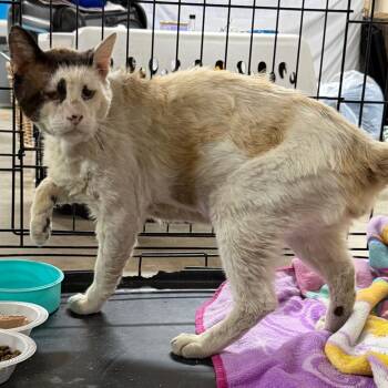 Big Ben -  Domestic Short Hair Cat for Adoption in Long Beach, California - Big Ben | PetCurious