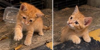Sneaky -  Domestic Short Hair Cat for Adoption in Brampton, Ontario - Sneaky | PetCurious