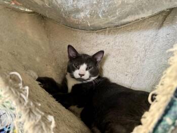 Storm -  Domestic Short Hair Cat for Adoption in Wasilla, Alaska - Storm | PetCurious
